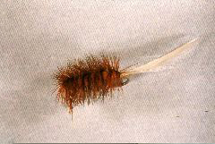 K44 - Ken's White & Red Wooly - $5